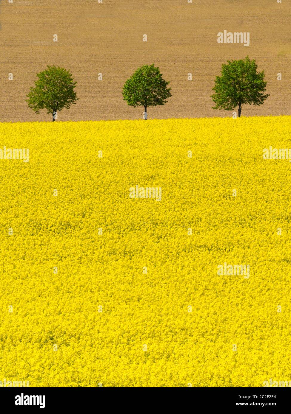 flowering rapeseed field with trees in spring Stock Photo