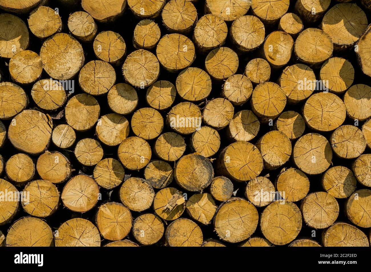 stack of freshly cut wood from a forest Stock Photo