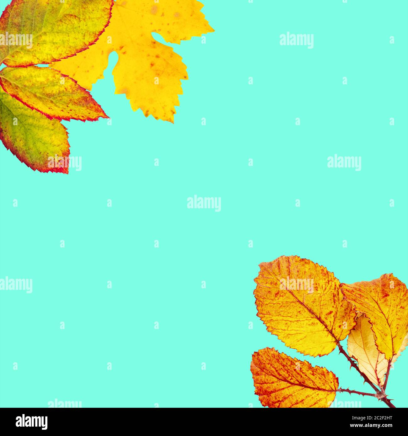 Yellow and orange autumn leaves on a vib…
