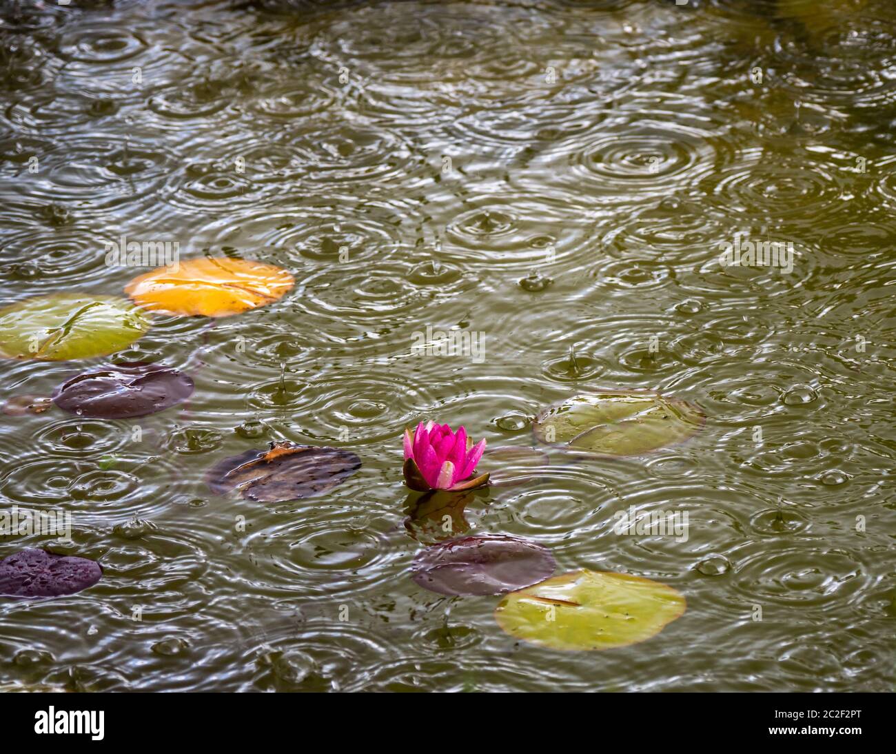 rain drops in the garden pond in bad weather Stock Photo