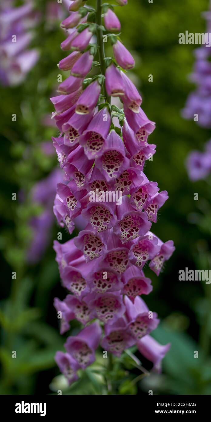 Digitalis purpurea, the foxglove or common foxglove flowers in full
