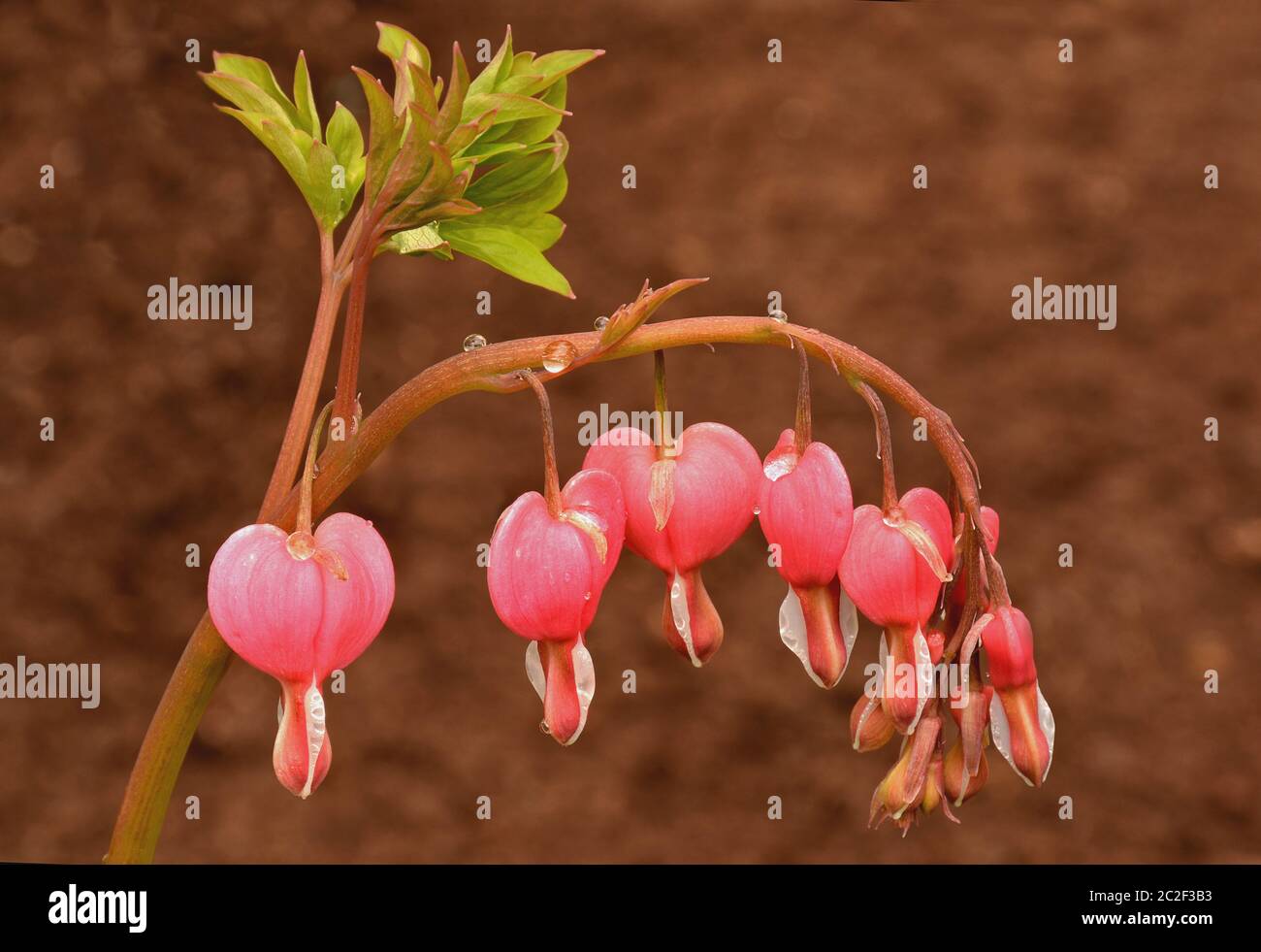Closeup of spring-flowering pink bleeding heart flower (Dicentra spectabilis) with tiny raindrops clinging to arching stem. Stock Photo