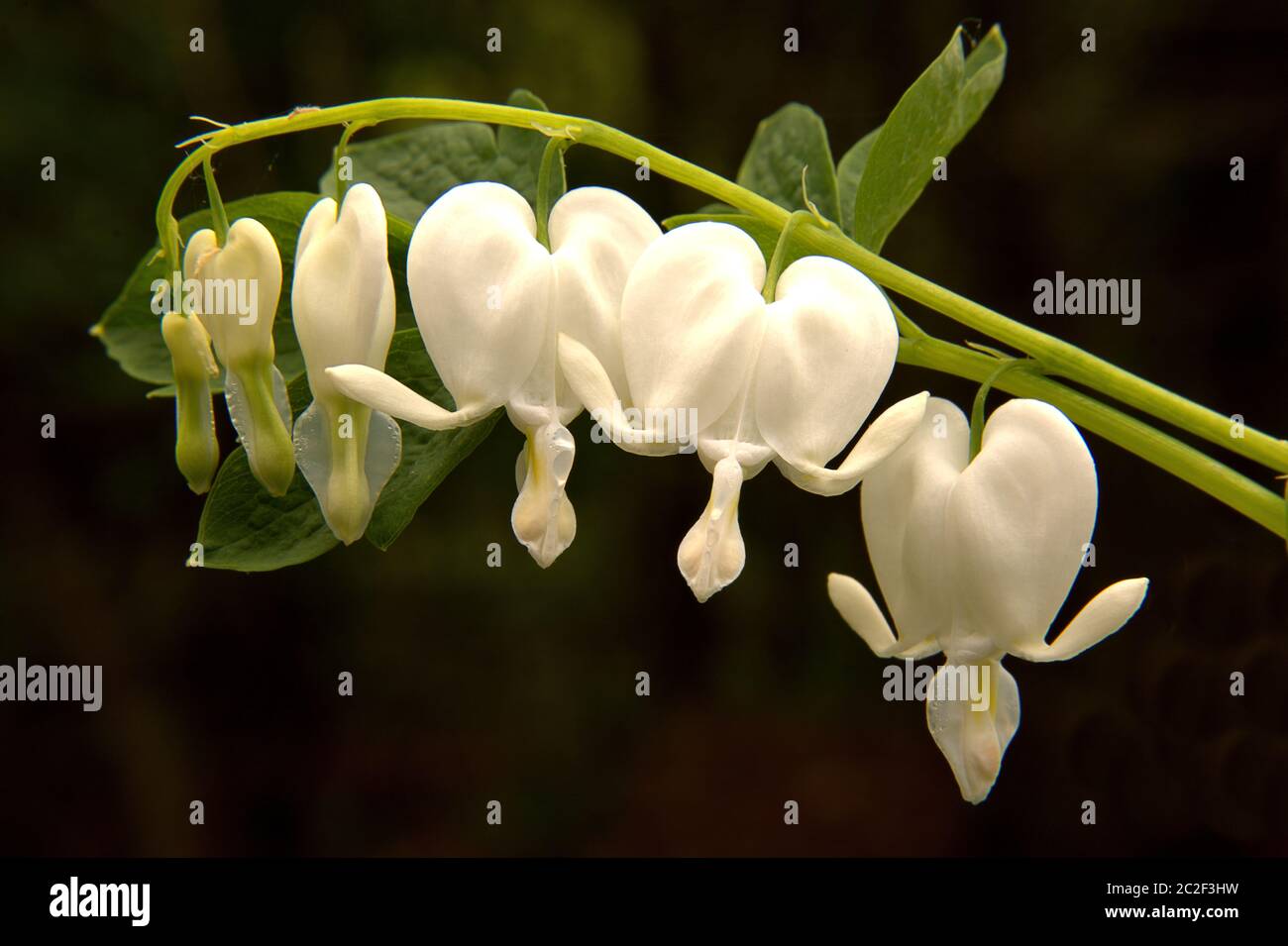 Closeup of spring-blooming white bleeding heart (Dicentra spectabilis) with heart-shaped flowers dangling from long arching stem with dark background. Stock Photo