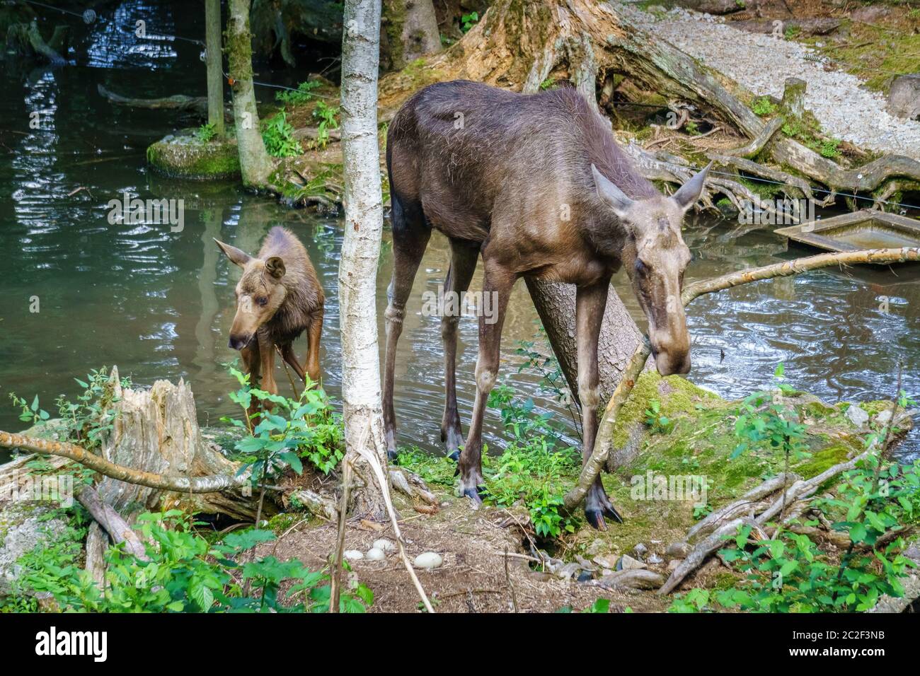 Elk with Baby Elk Stock Photo