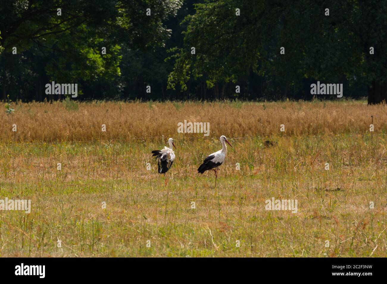 two arorks on the meadow Stock Photo