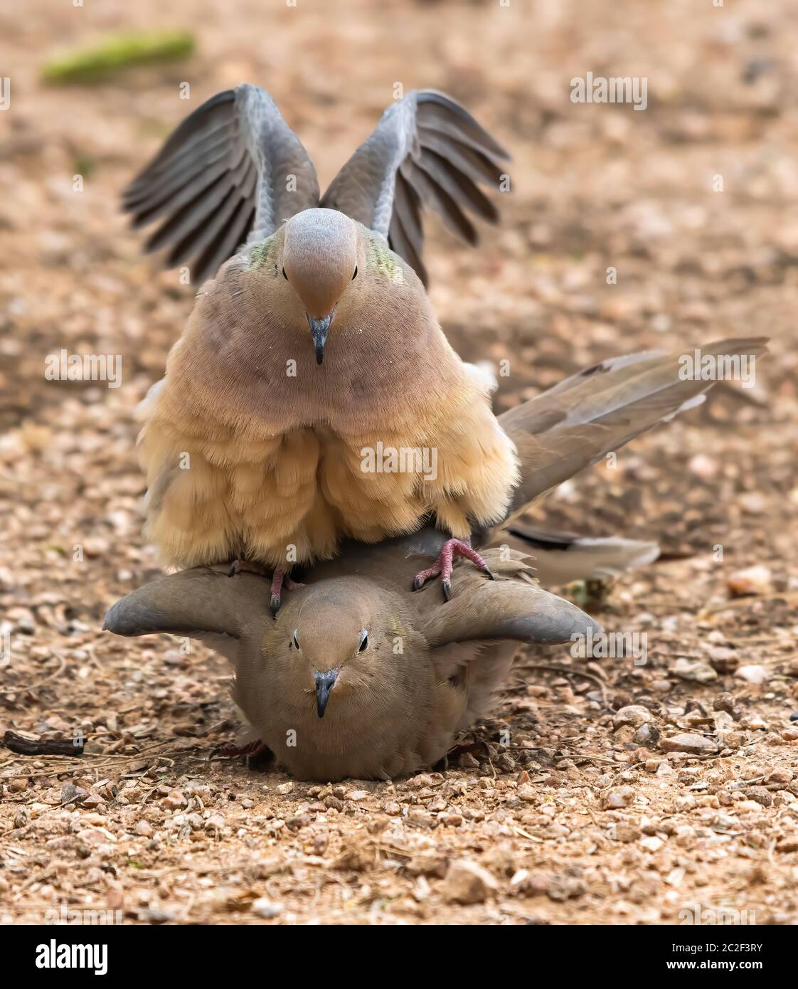 Mourning doves mating hires stock photography and images Alamy