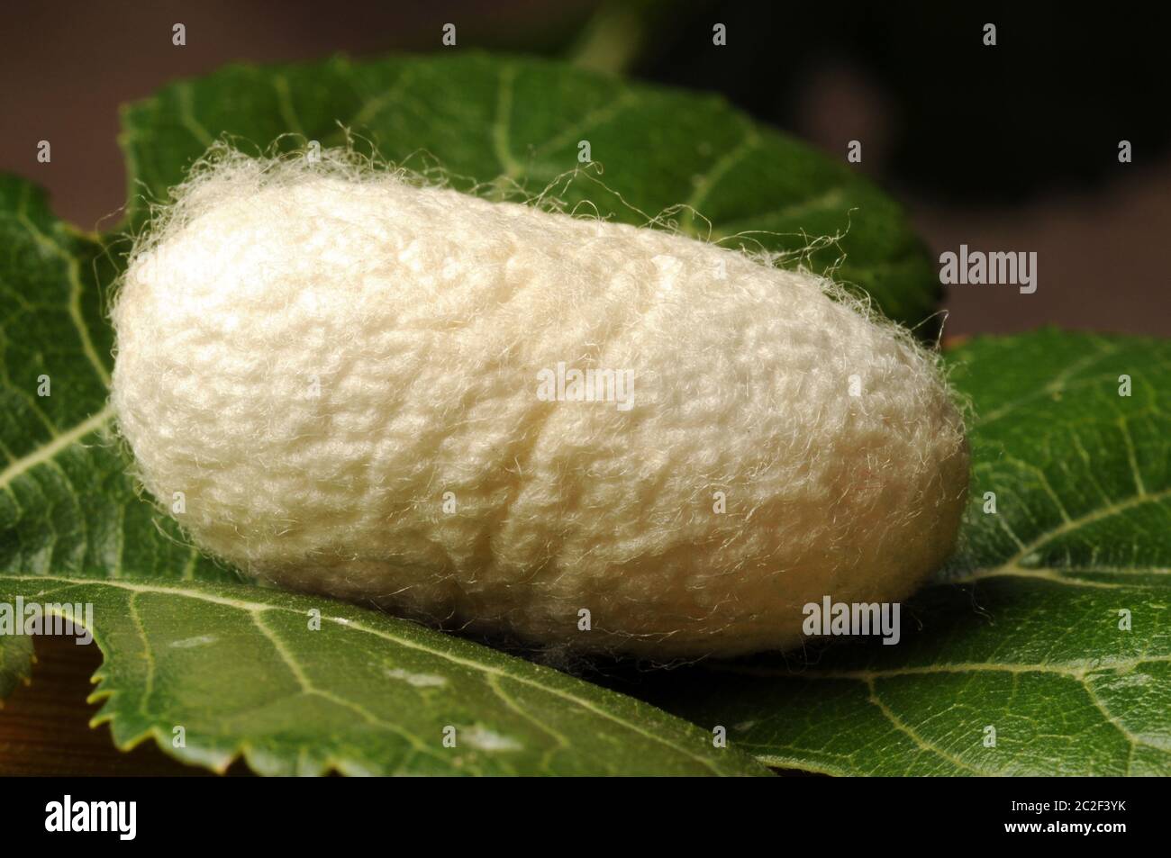 Cocoon of B. mori on mulberry leaf Stock Photo
