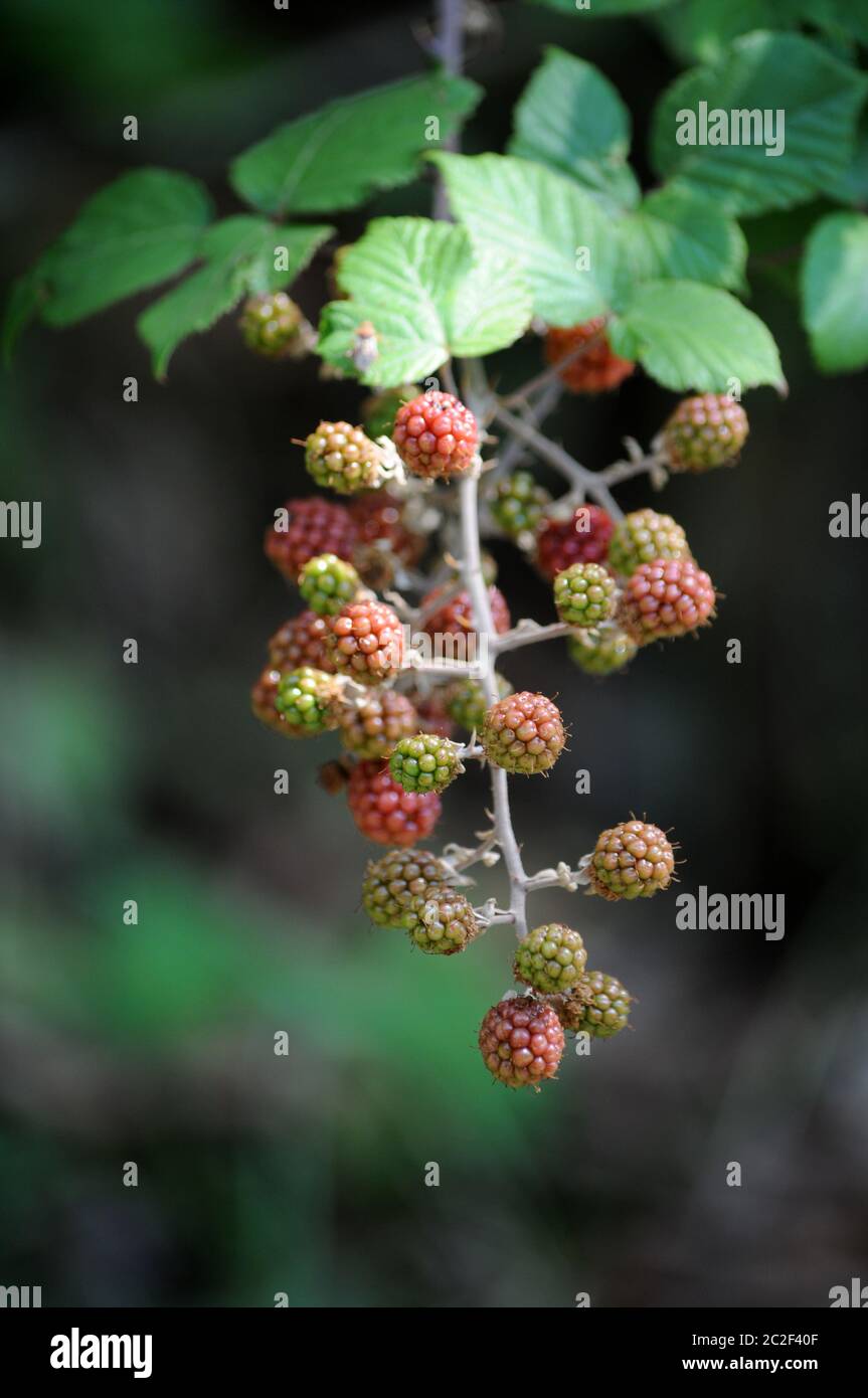 Blackberry plant with fruits Stock Photo Alamy