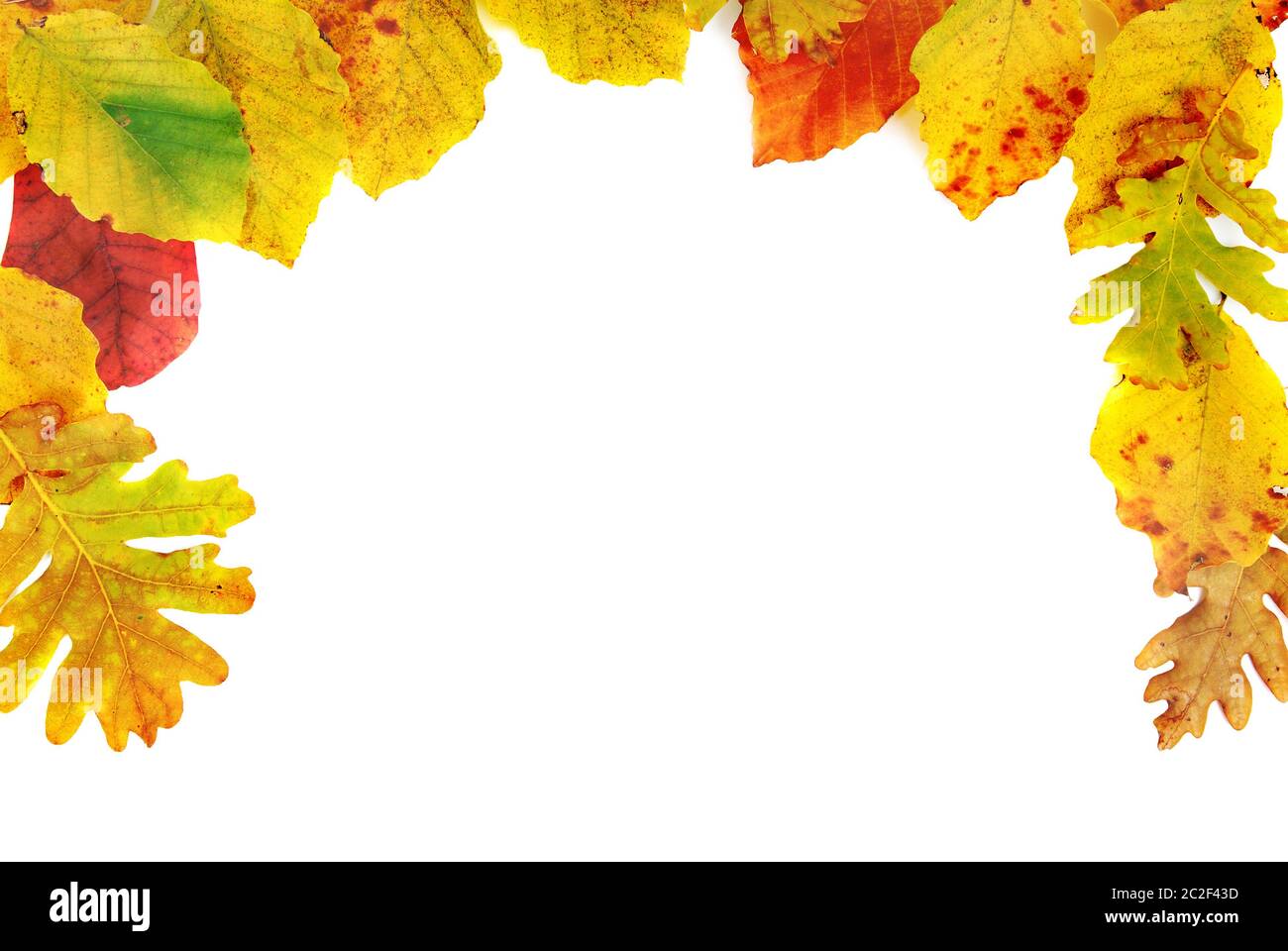 Frame from the autumn leaves isolated on white background Stock Photo ...
