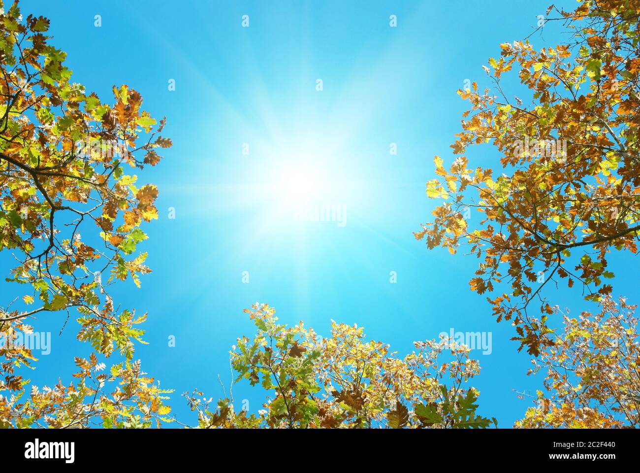 Autumn leaves with the blue sky background Stock Photo - Alamy