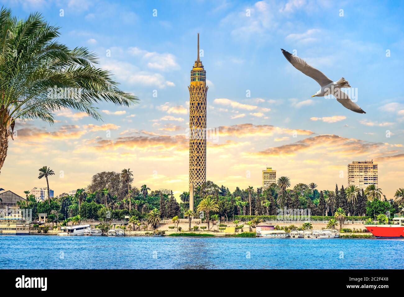 Seagull over river Nile in Cairo and famous TV Tower, Egypt Stock Photo