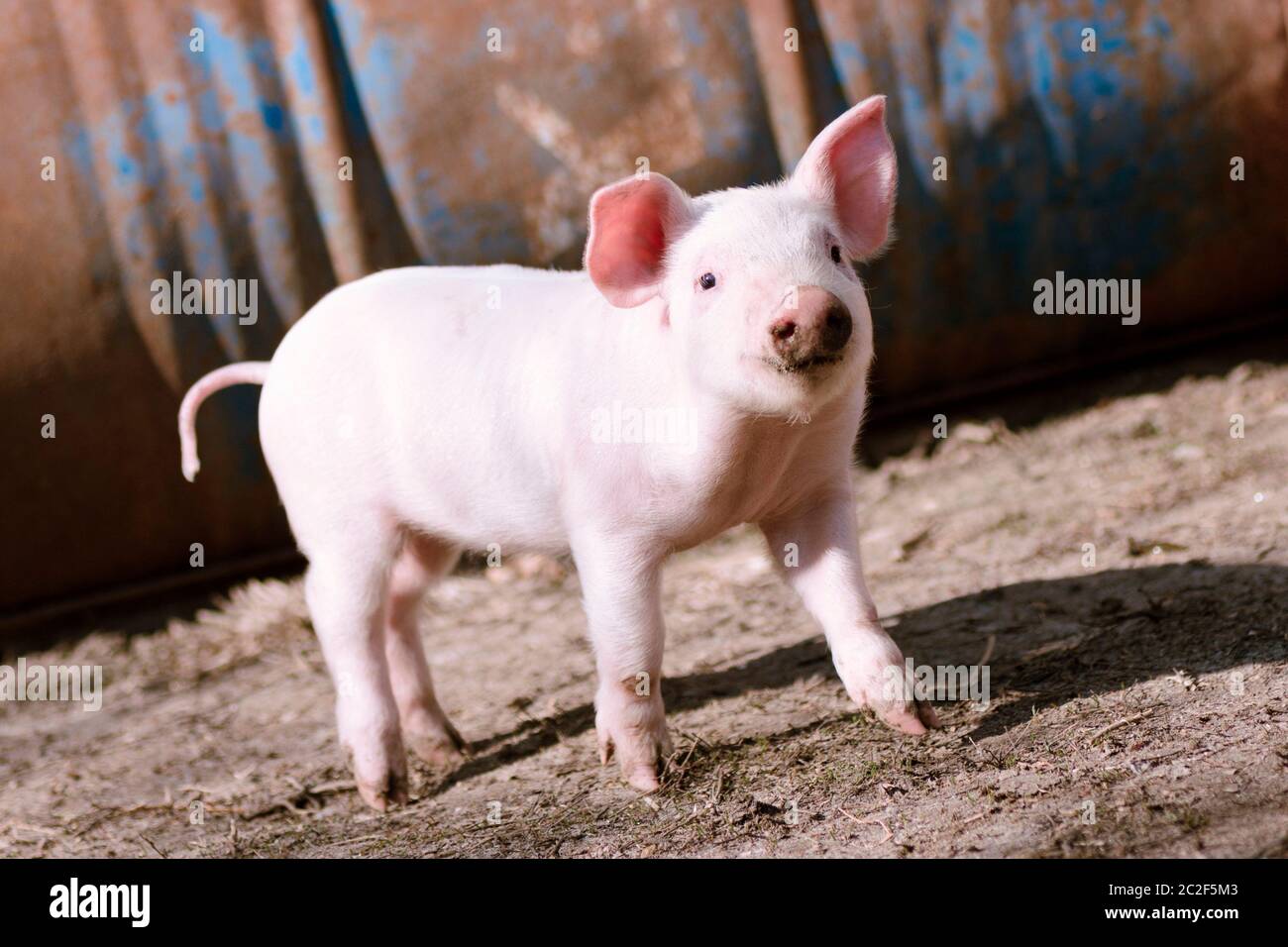 Cute little domestic pig is standing, farming and pig breeding concept. Stock Photo