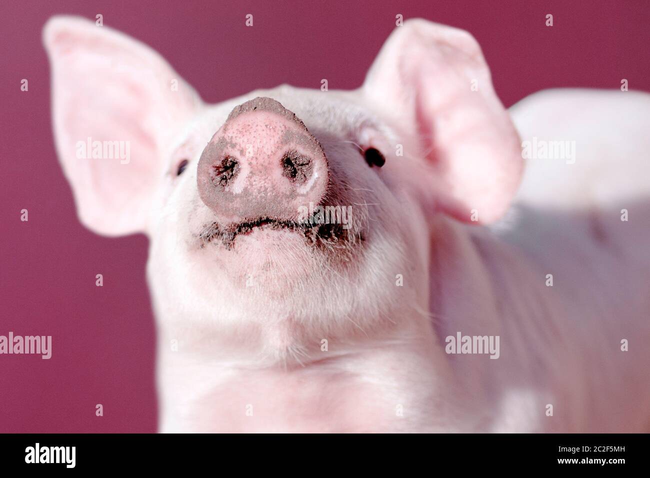 Snout of young pig on pink background, close-up photo. Stock Photo