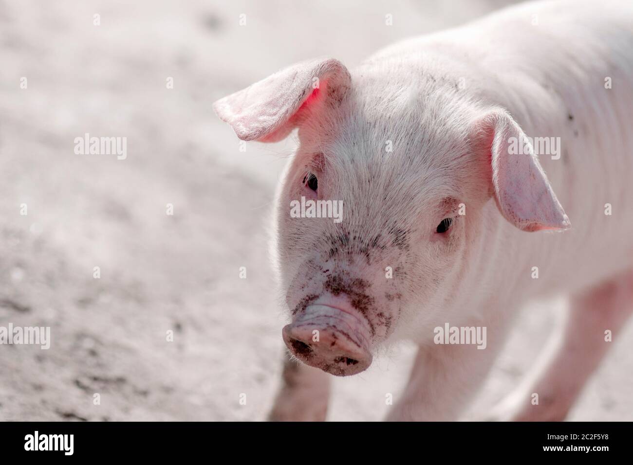 Animal portrait of dirty little domestic pig. Stock Photo