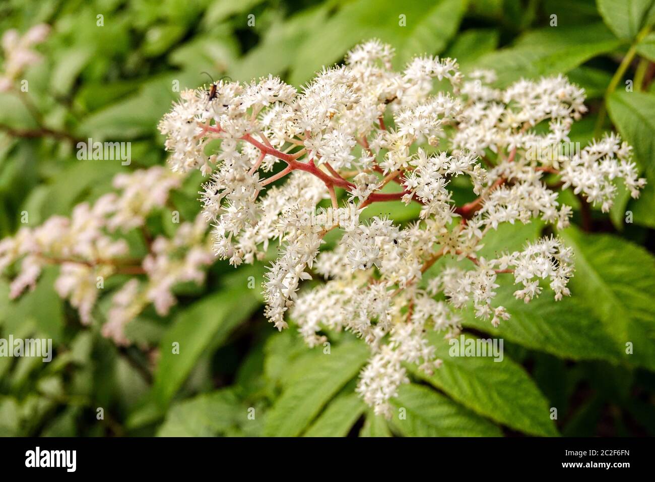 Rodgersia sambucifolia flowers Stock Photo