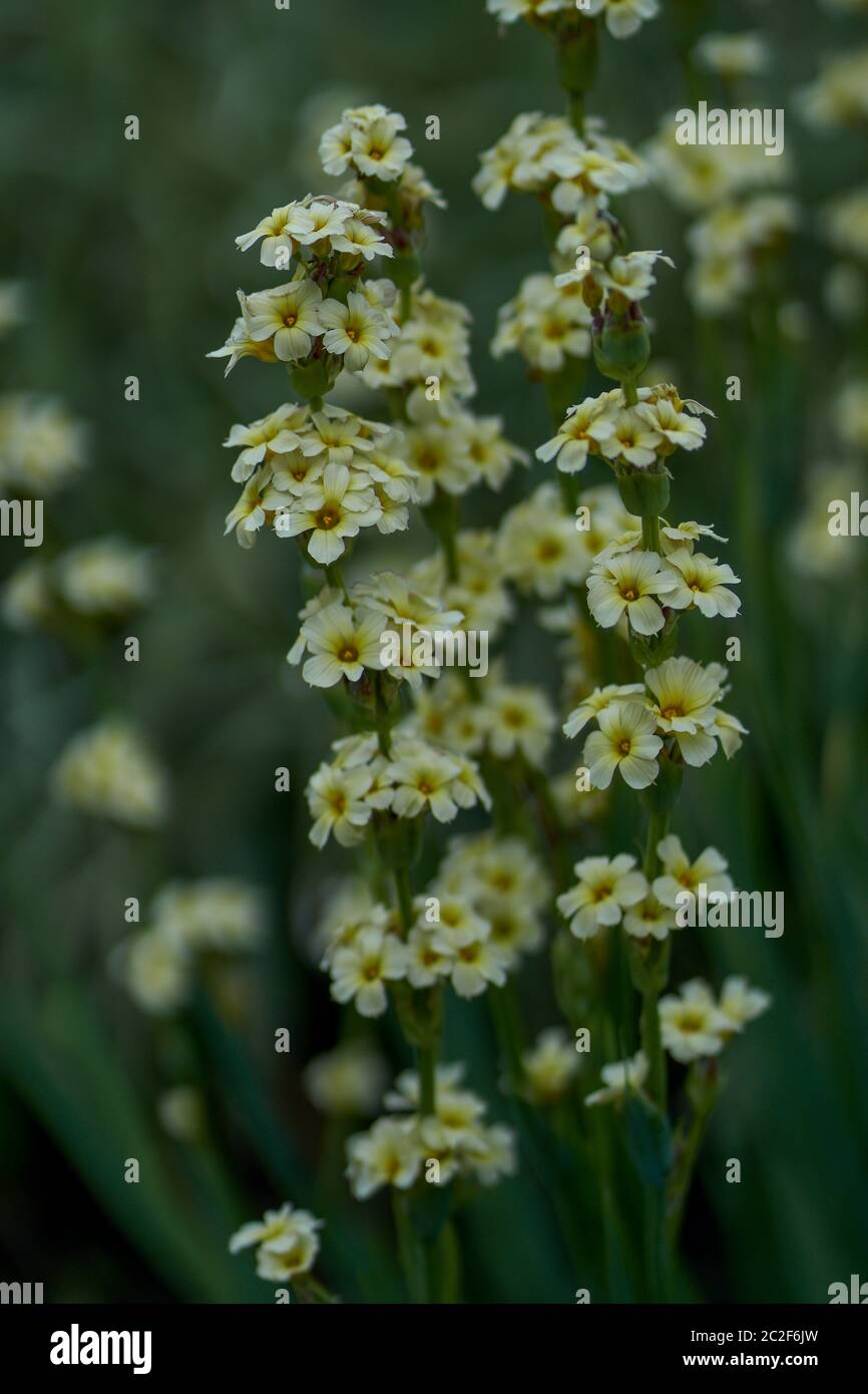 Sisyrinchium striatum, pale yellow-eyed-grass satin flower Stock Photo
