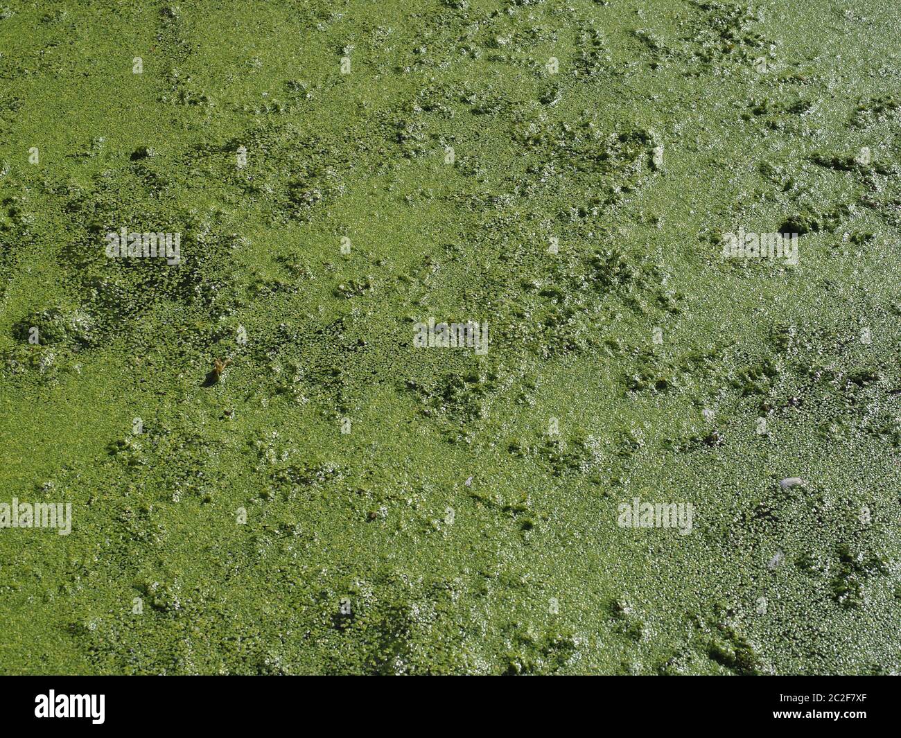 Algae floating on water surface in a pond Stock Photo Alamy