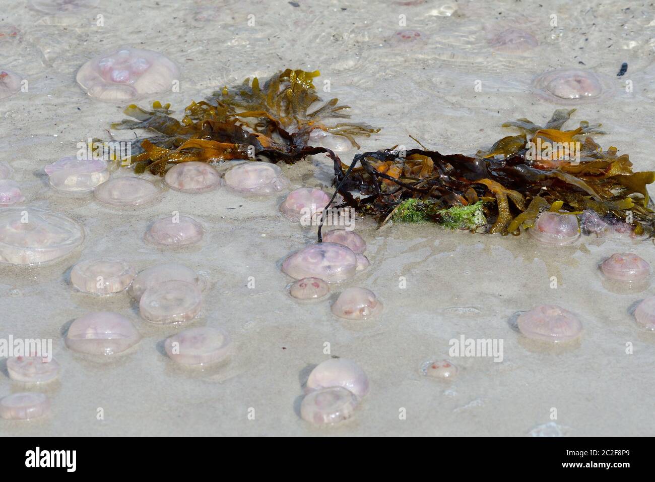 Aurelia aurita, also called the common jellyfish in the baltic sea Stock Photo