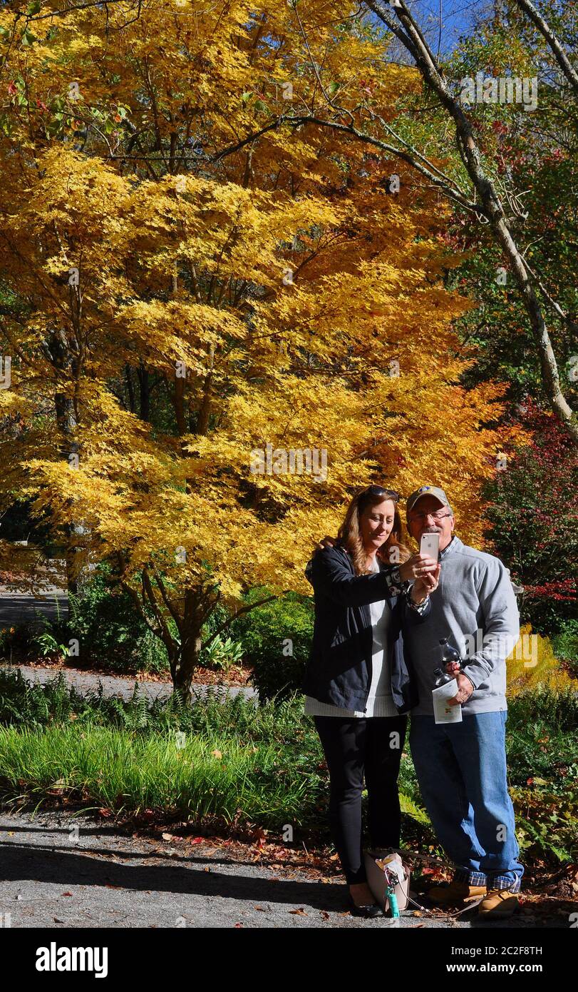 Canton, GA-circa November 2019:  Couple takes a selfie in front of a golden yellow Acer Japanese Maple as a backdrop Stock Photo