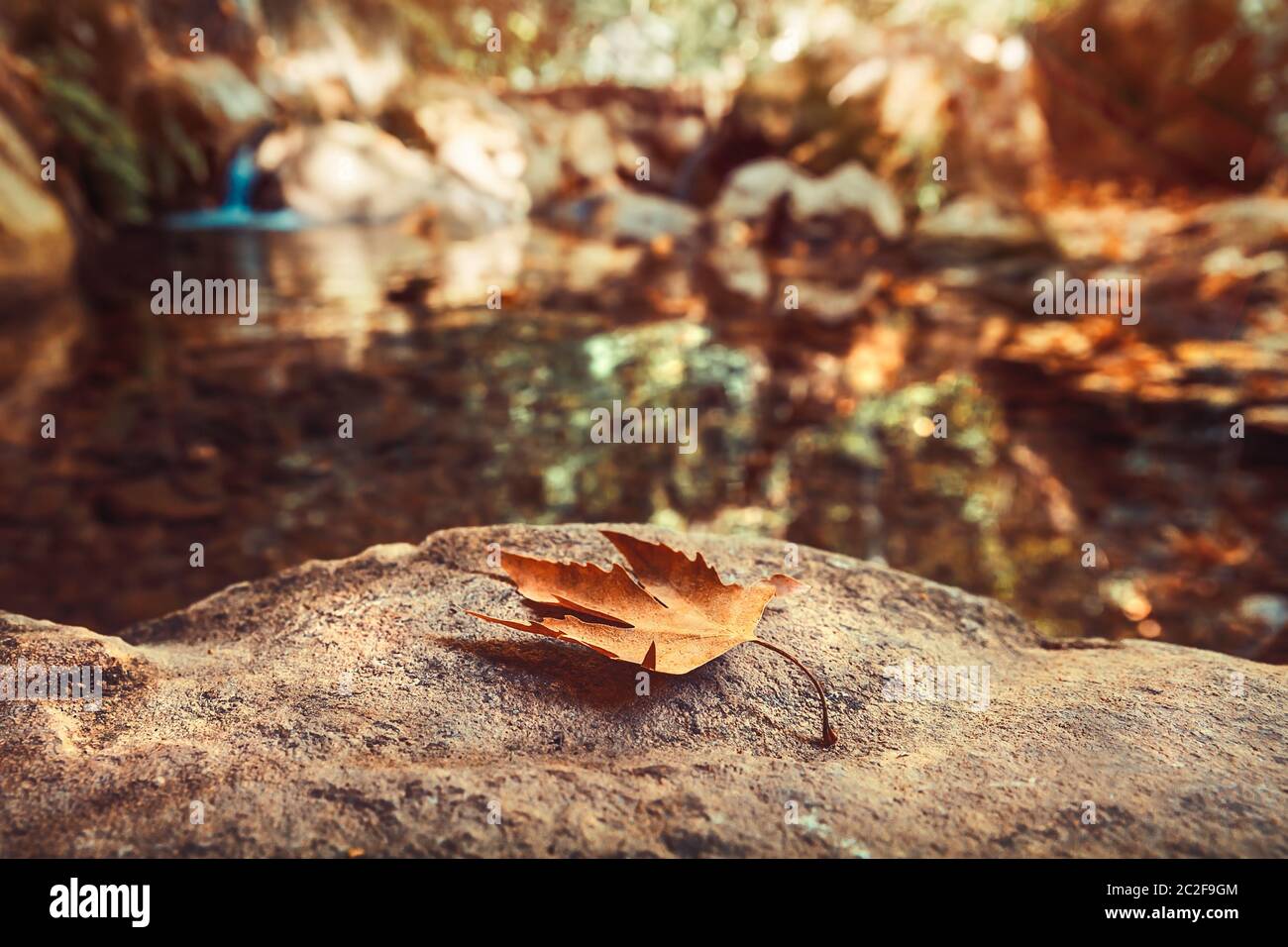 Autumn, dry maple leaf on the stone in autumnal park, start of a foliage fall season, change of a weather and season Stock Photo