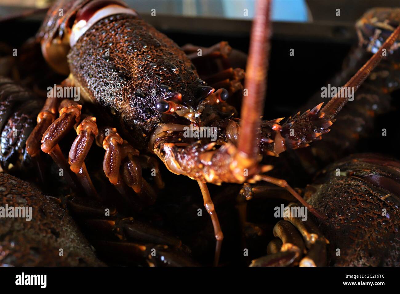 Jasus lalandii also called the Cape rock lobster or West Coast rock lobster is a species of spiny lobster found off the coast of Southern Africa.They Stock Photo