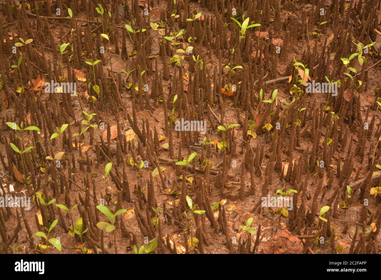 Mangrove breathing roots Stock Photo
