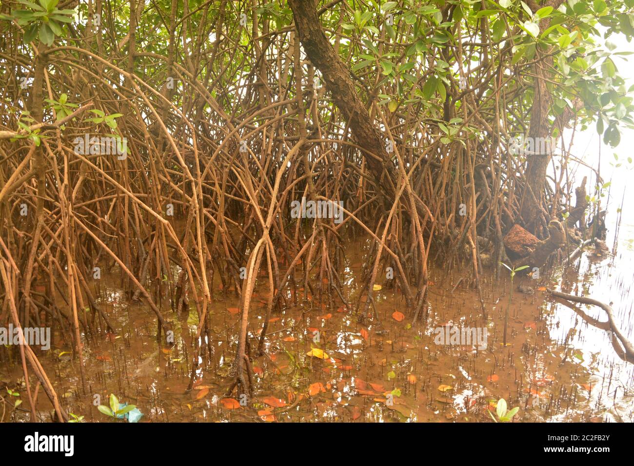 Mangrove forest Stock Photo