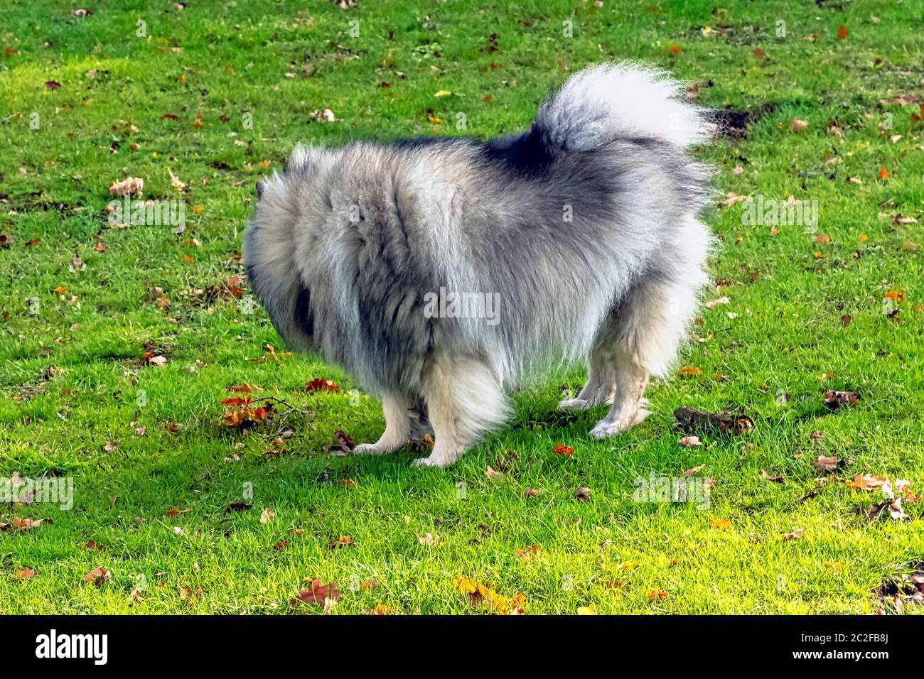 Keeshond is a mediumsized dog with a plush, twolayer coat of silver