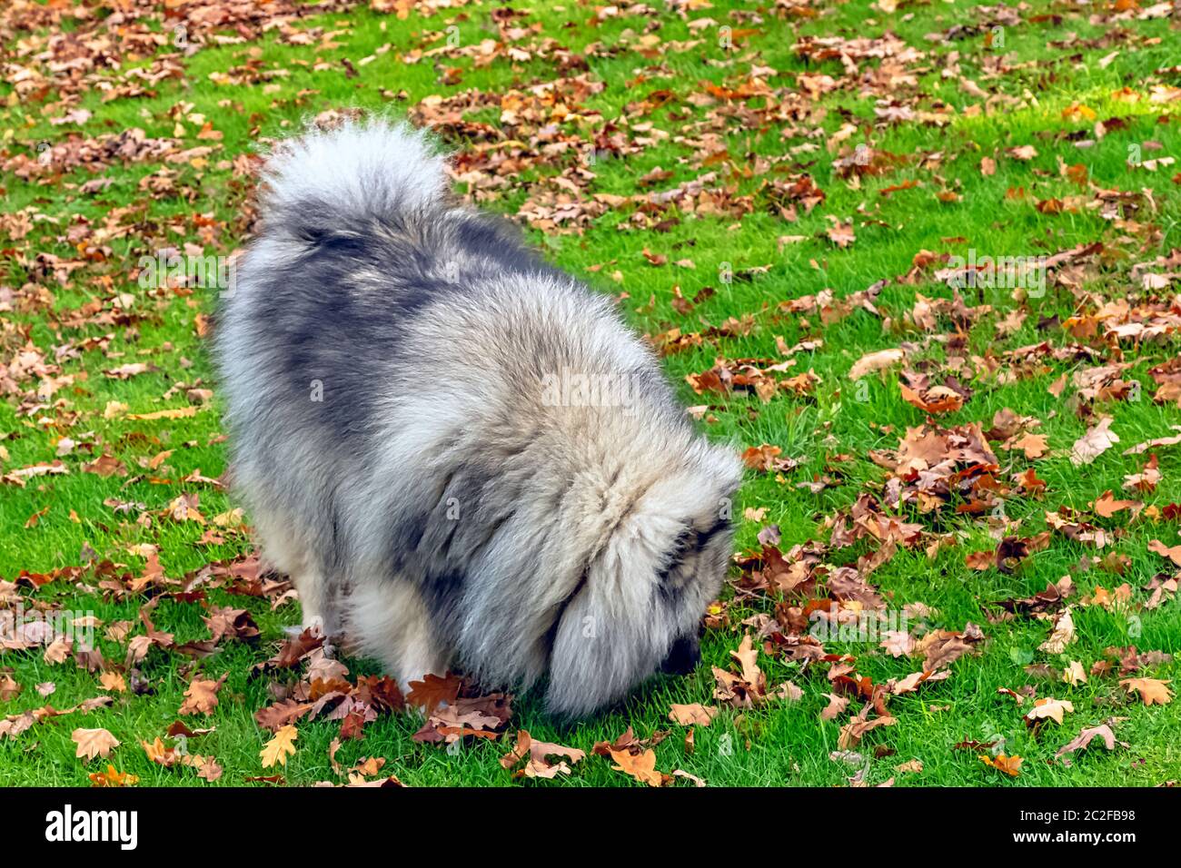 Keeshond is a medium-sized dog with a plush, two-layer coat of silver and black fur with a ruff and a curled tail Stock Photo