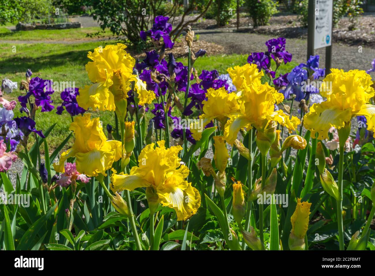 A close-up shot of a colorful Iris flower at a garden in Seatac, Washington. Stock Photo