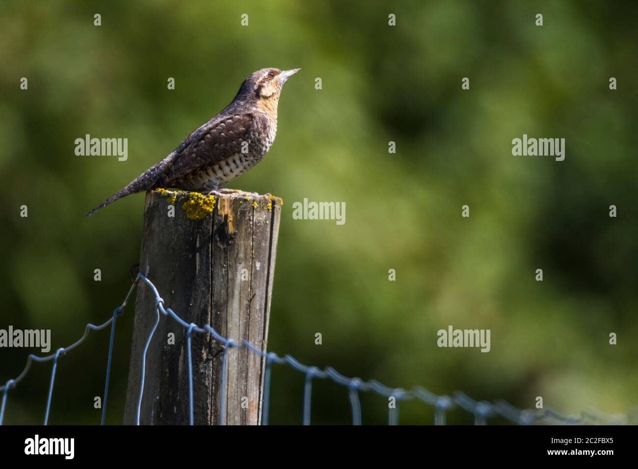 An eurasian wryneck is sitting on a fencing post Stock Photo