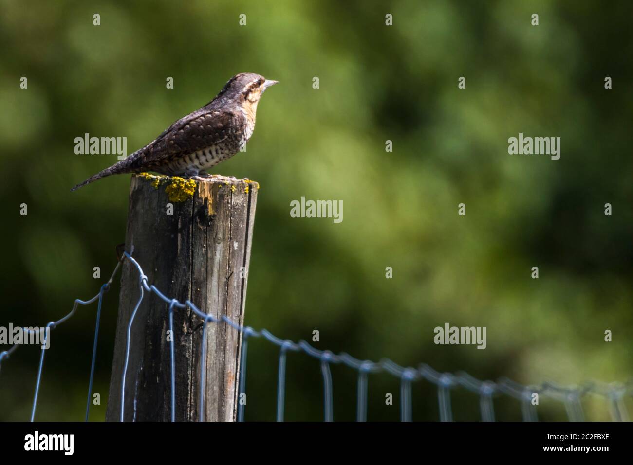 An eurasian wryneck is sitting on a fencing post Stock Photo