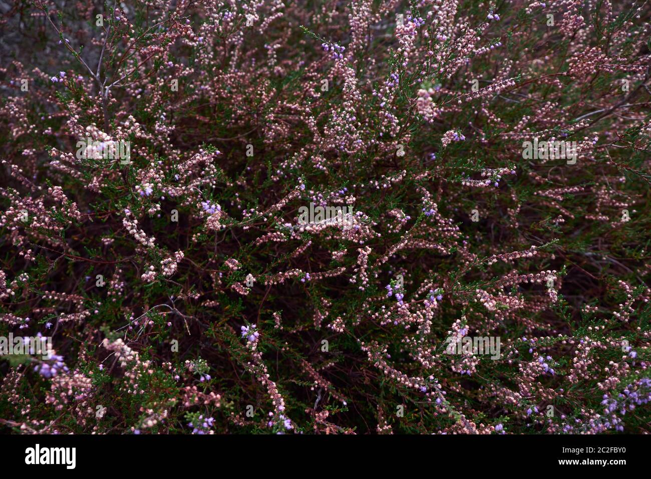 Flowering purple heather texture from above in Bergen Noord-Holland Stock Photo