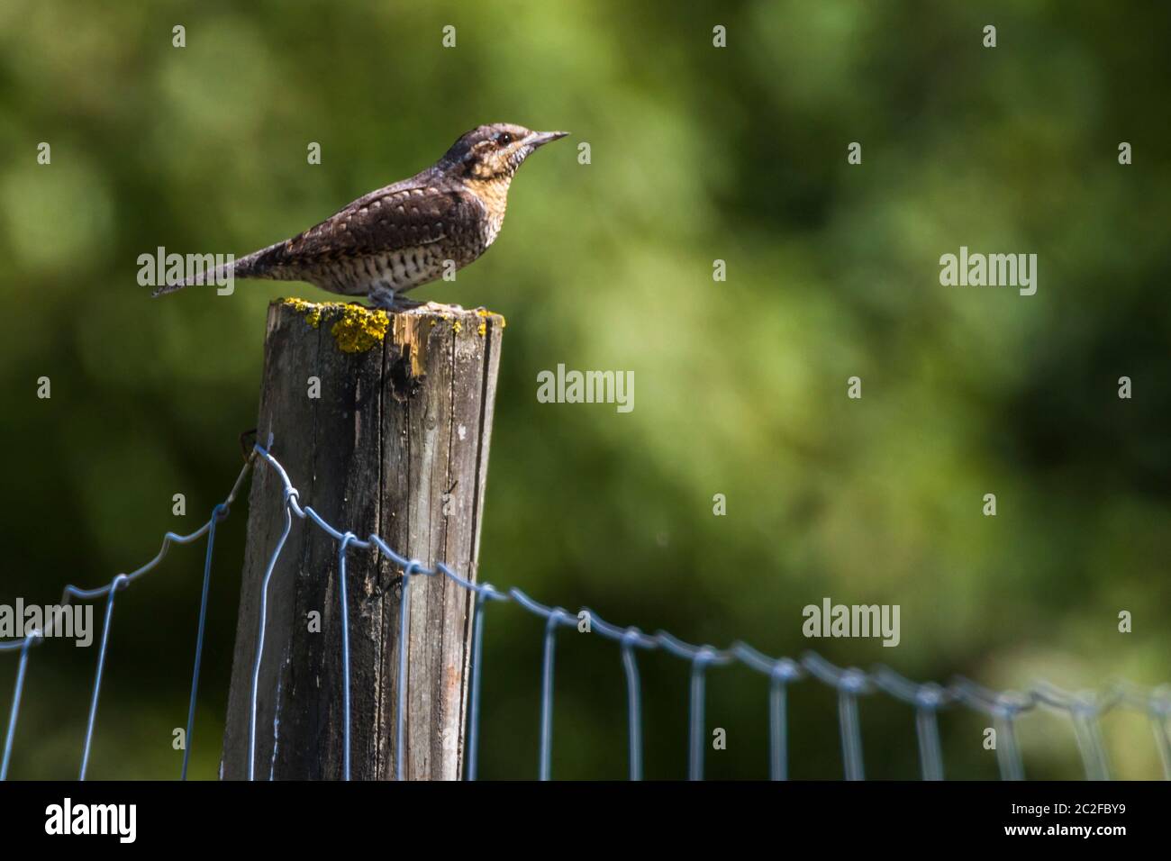 An eurasian wryneck is sitting on a fencing post Stock Photo