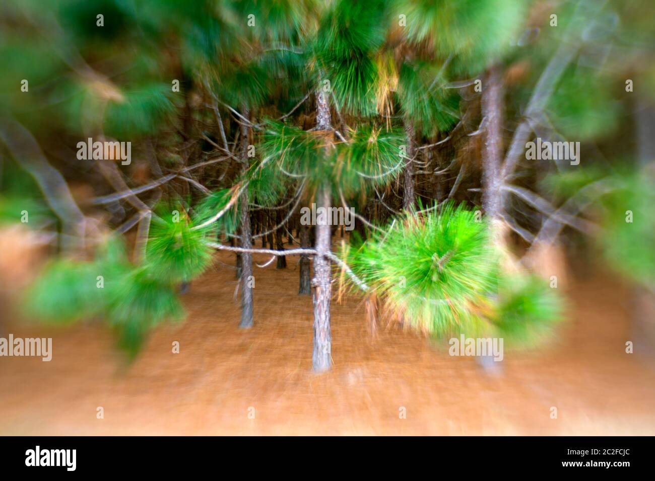 LB00045-00...NORTH CAROLINA  - Planted pine forest. Stock Photo