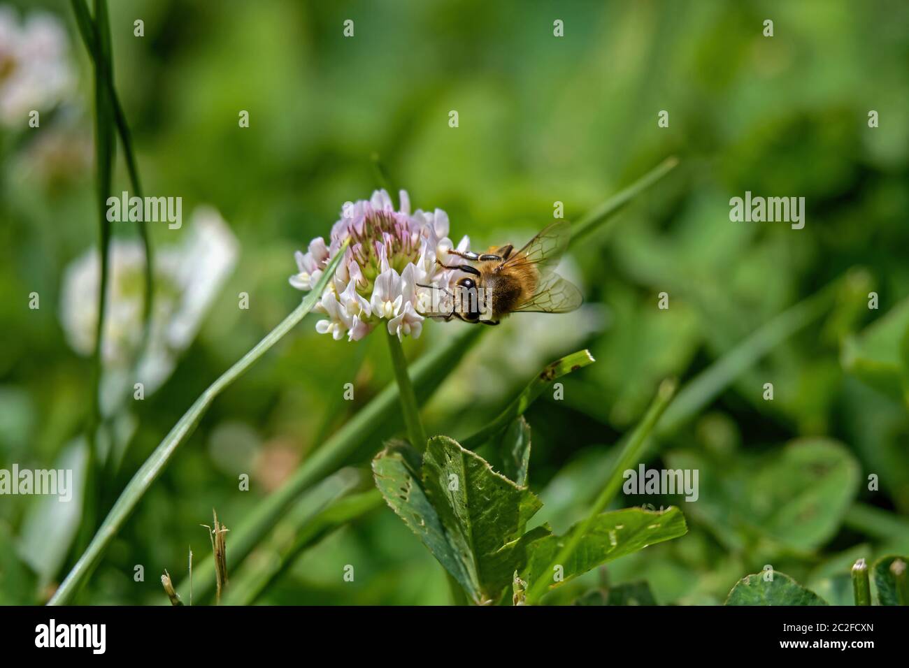 Honey bee on white clover flower in the midday sun. Clover is a