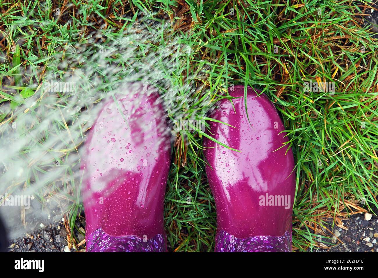 A woman with rubber boots watering the lawn with a watering can and her boots Stock Photo