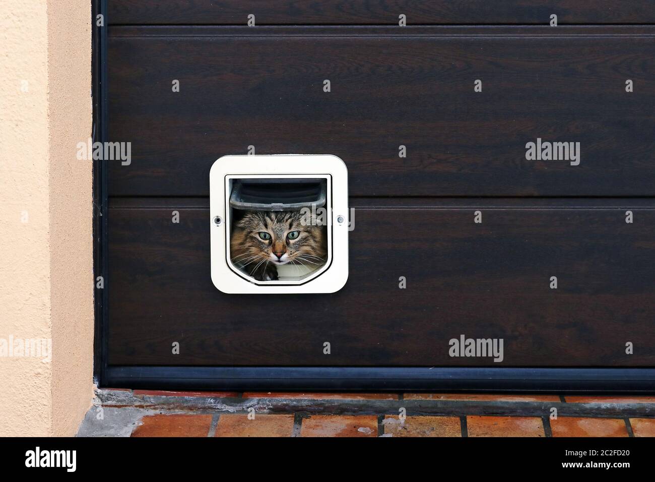 A cat goes through a cat flap. Norwegian Forest Cat in front of a Cat Flap Stock Photo
