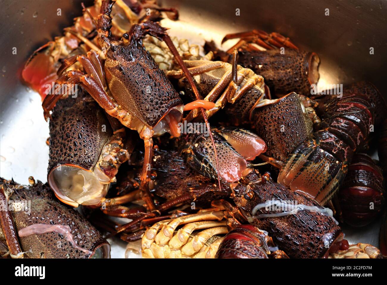 Jasus lalandii also called the Cape rock lobster or West Coast rock lobster is a species of spiny lobster found off the coast of Southern Africa.They Stock Photo