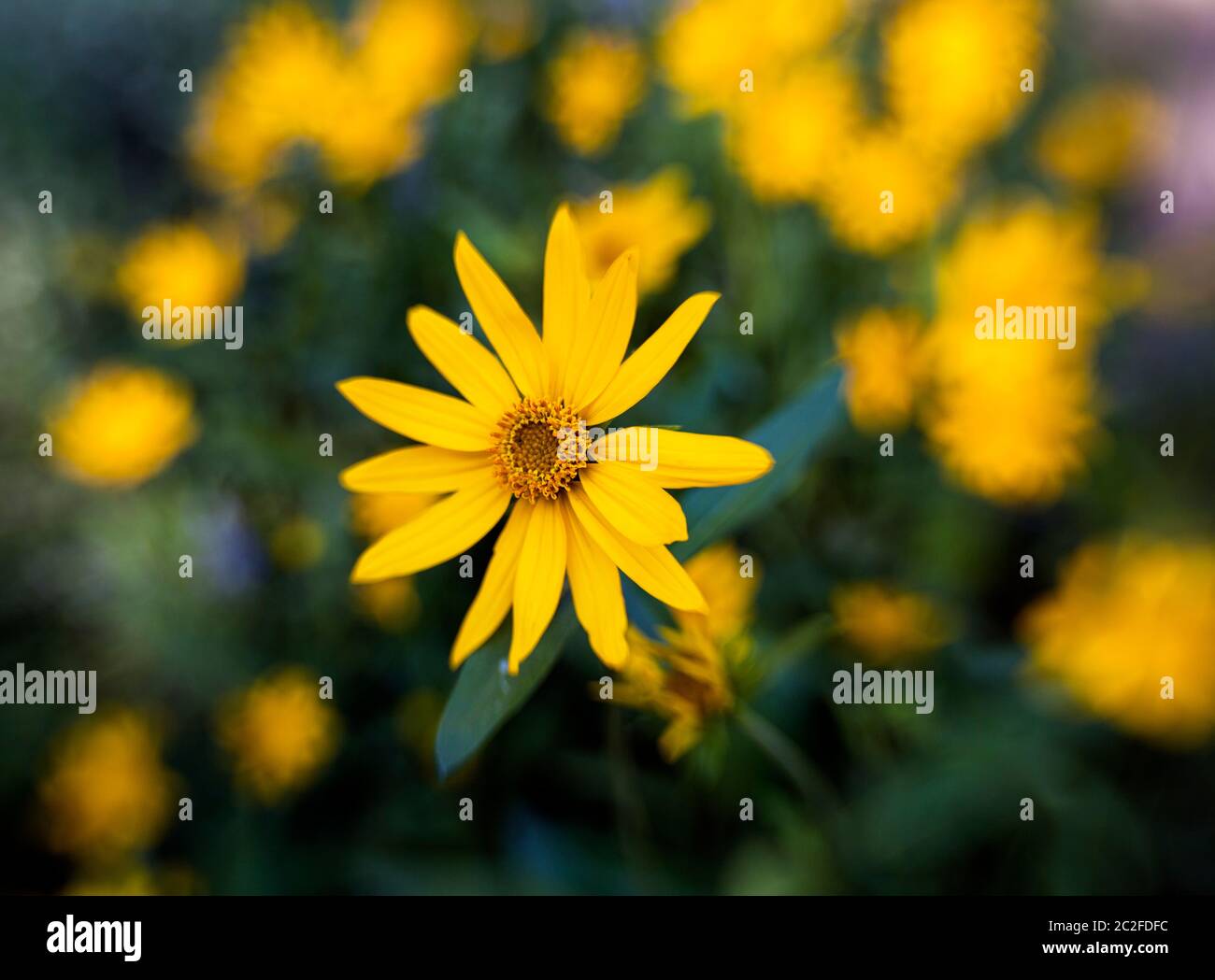 LB00158-00...WYOMING - Balsamroot flower. LensBaby photo. Stock Photo