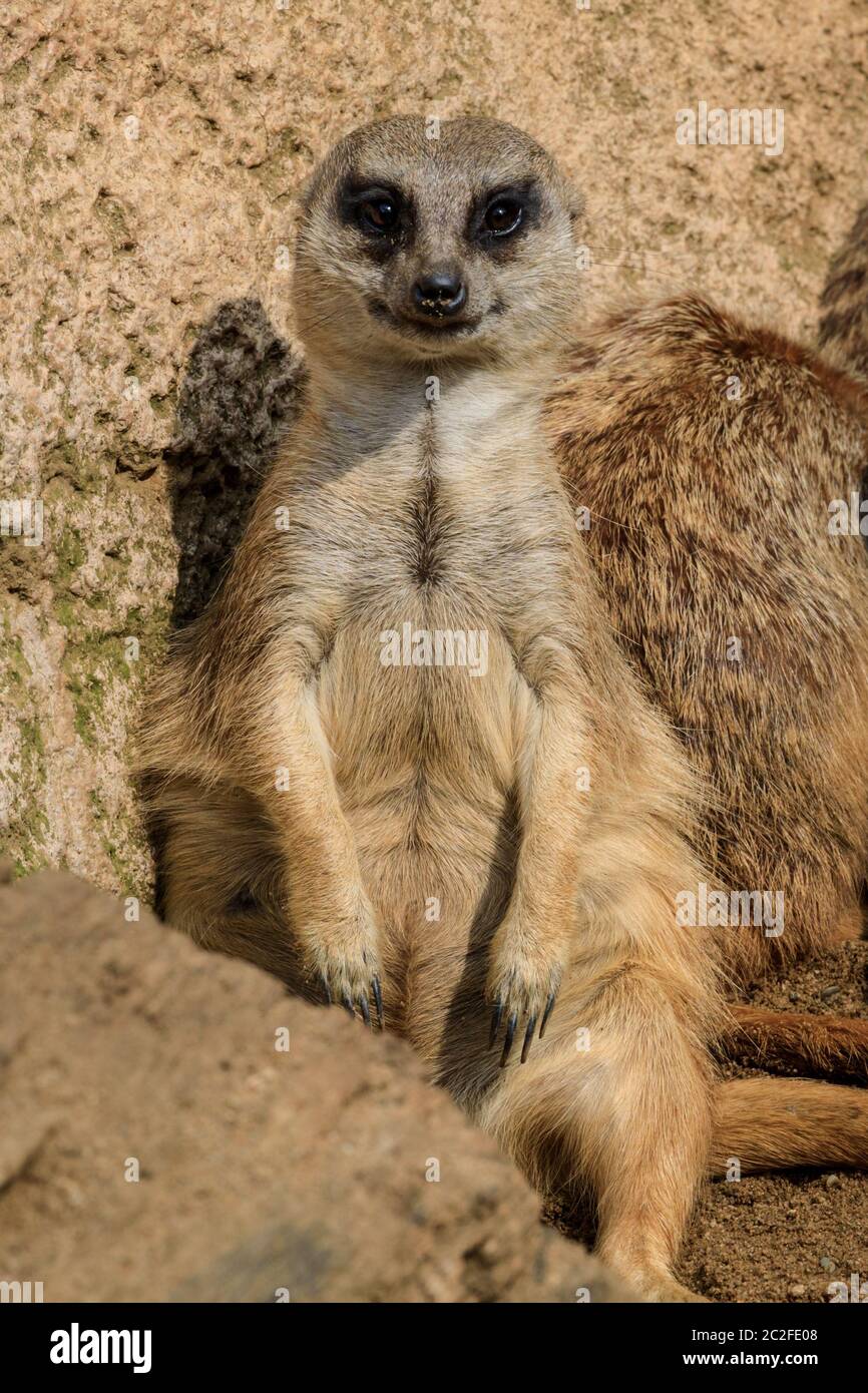 Zoom Erlebniswelt, Gelsenkirchen, Germany. 17th June, 2020. A meerkat (Suricata suricatta) appears to grin as it lazes around in the sunshine. Animals at relax and cool down in hot and humid weather in North Rhine-Westphalia today. Credit: Imageplotter/Alamy Live News Stock Photo