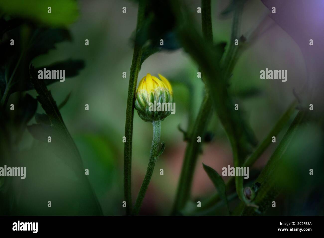 LB00183-00...WASHINGTON - LensBaby image of a daisy flower bud. Stock Photo