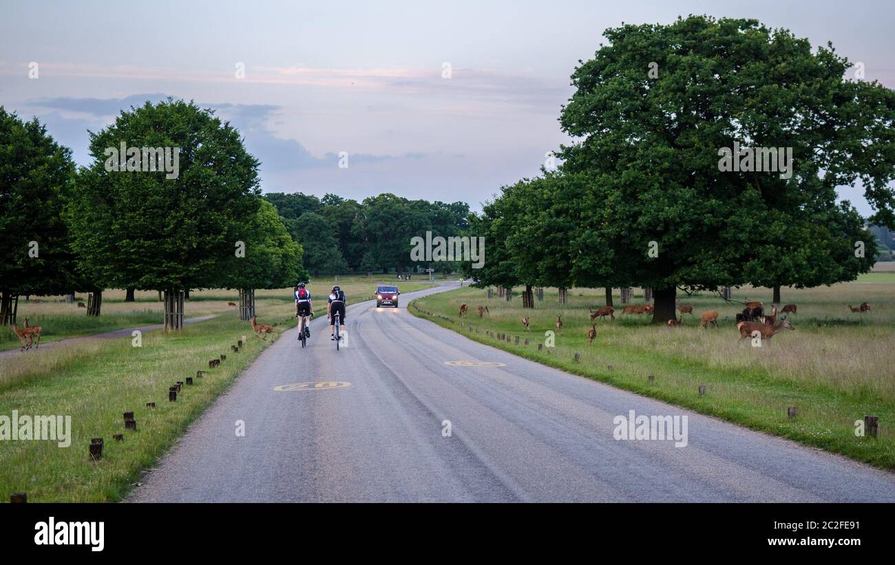 London, England, UK - July 1, 2013: Cyclists ride on roads through Richmond Park, where a herd of deer graze, in southwest London. Stock Photo