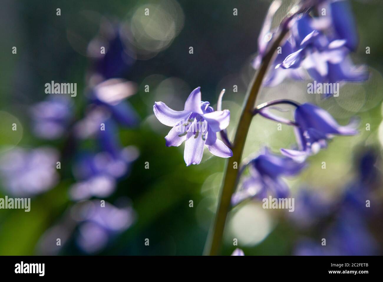 LB00202-00...WASHINGTON - LensBaby Sweet Spot 50mm image of a garden flower. Stock Photo