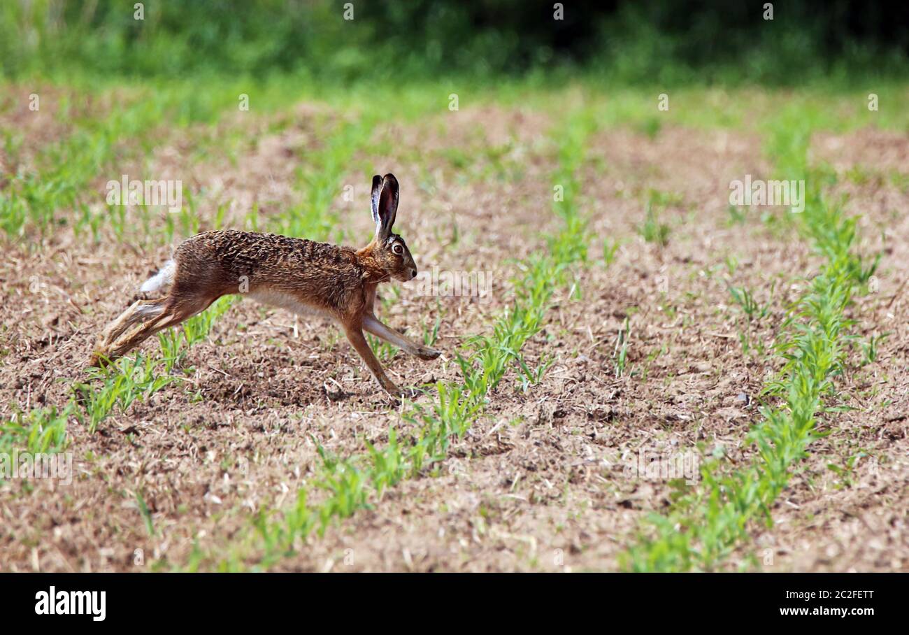 Field phase Lepus europaeus in stretched gallop Stock Photo