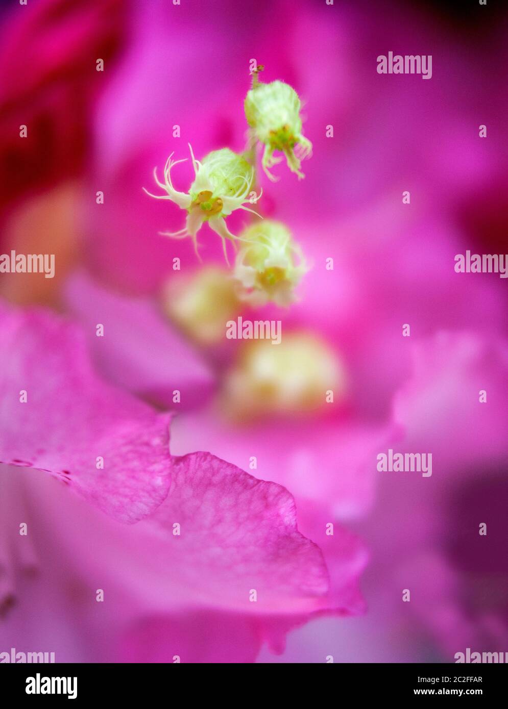 LB00211-00.....WASHINGTON - Yellow flower in a pink and white rhododendron. Lensbaby Edge 50 Image. Stock Photo