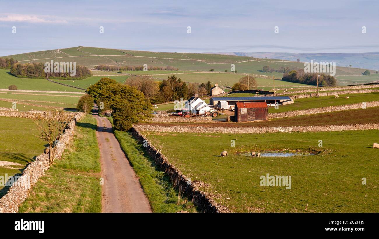 Sheep graze in the early morning sun in pasture fields beside a narrow country lane near Hartington in the Derbyshire Dales in England's Peak District Stock Photo