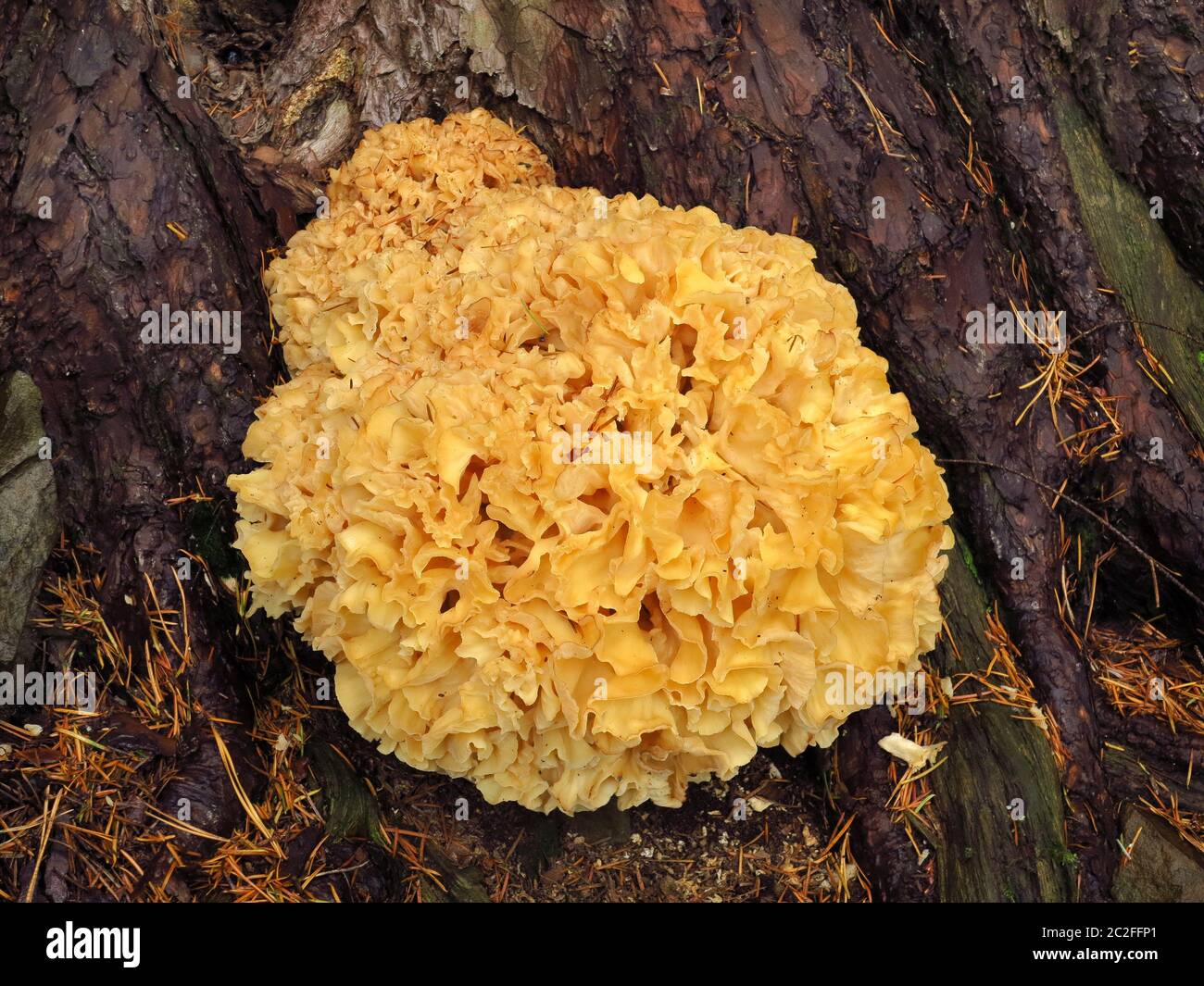 Cauliflower fungus, Sparassis crispa at the base of a conifer trunk Stock Photo