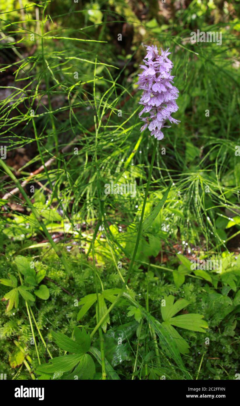 Common spotted orchid in Transylvania Romania. Dactylorhiza, commonly called marsh orchid or spotted orchid, is a genus of flowering plants in the orc Stock Photo