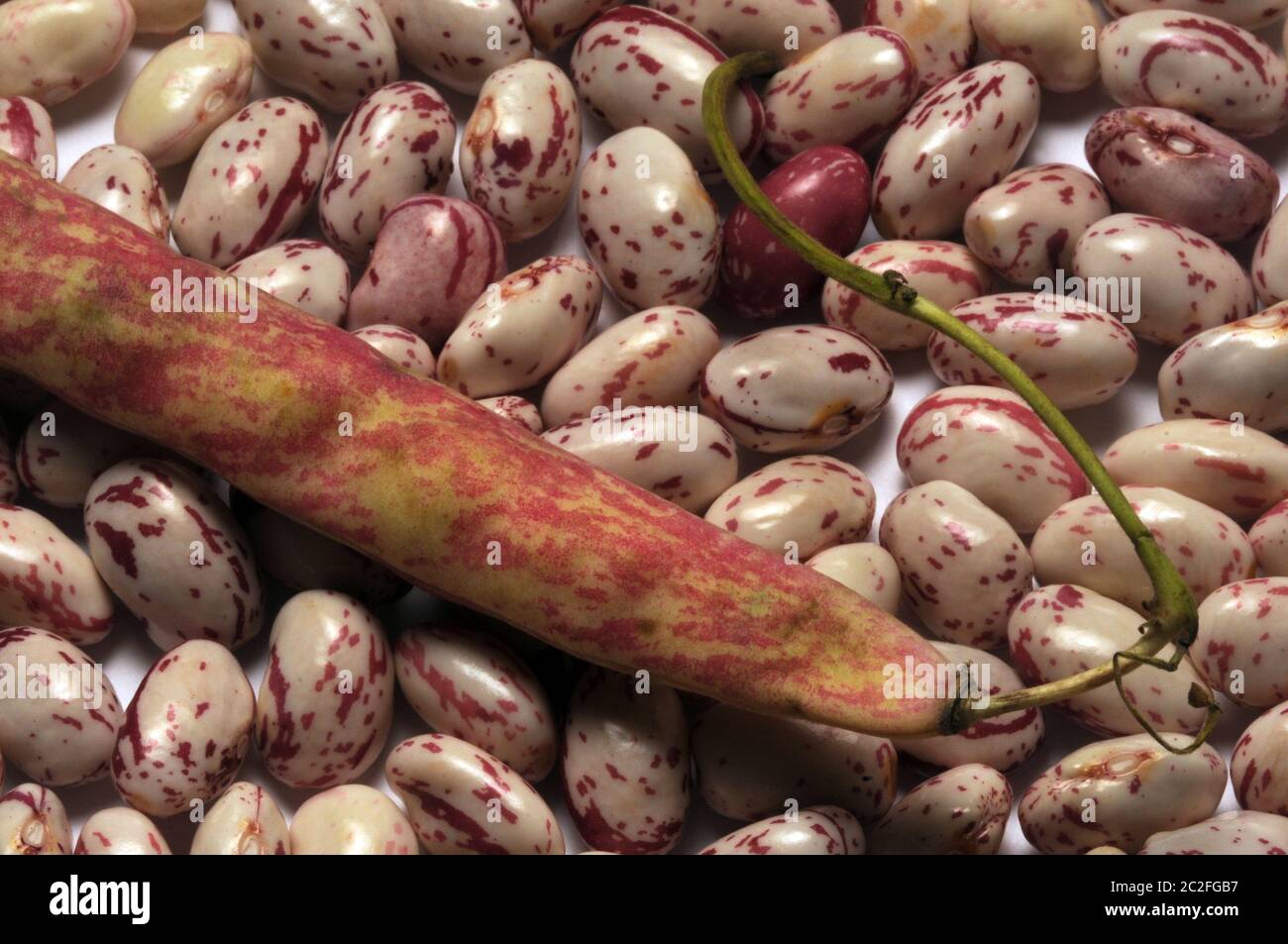 Raw beans with pod Stock Photo Alamy
